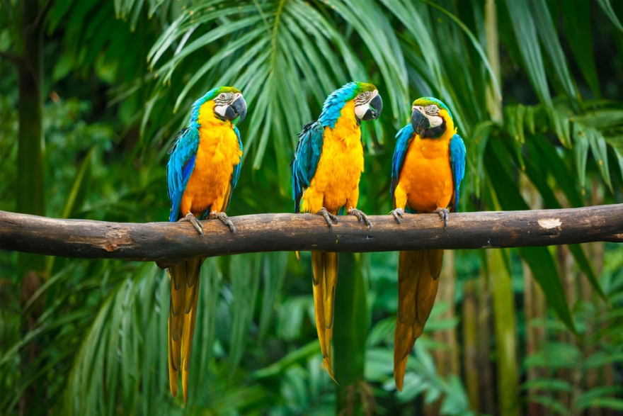 blue-and-yellow-macaw-2021-08-26-22-59-00-utc-880x587
