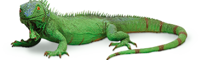 iguana.png