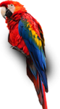 macaw.png