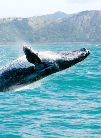 temporada-de-ballenas-en-mexico